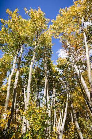 Colorful aspen trees at the beginning of the fall season, Eastern Sierra mountains, Californiaの写真素材