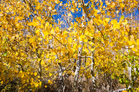 Aspen tree foliage on a sunny fall day; Eastern Sierra mountains, Californiaの写真素材