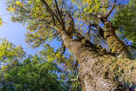 Looking up along the tree trunk of a big leaf maple tree on a sunny autumn day; foliage about to start changing color; Californiaの写真素材