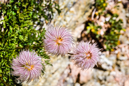 Close up of Western anemone (Anemone occidentalis) gone to seed on the slopes of Sierra Nevada mountains, Sequoia National Park, Californiaの写真素材