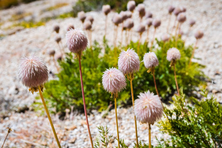 Close up of Western anemone (Anemone occidentalis) gone to seed on the slopes of Sierra Nevada mountains, Sequoia National Park, Californiaの写真素材