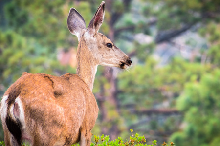 Close up of young black-tailed deer, Yosemite National Park, Californiaの写真素材