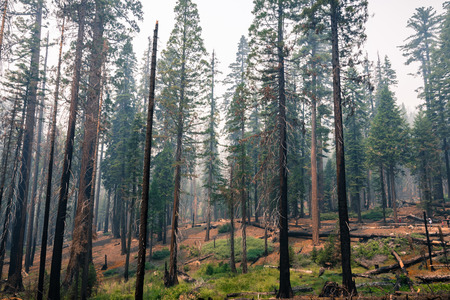 Landscape in a pine trees forest; smoke from Ferguson Fire present in the air; Mariposa Grove; Yosemite National Park, Californiaの写真素材