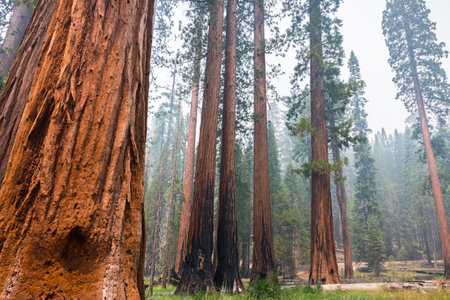 Giant Sequoia trees in Mariposa Grove, Yosemite National Park, California; smoke from Ferguson Fire visible in the air;の写真素材