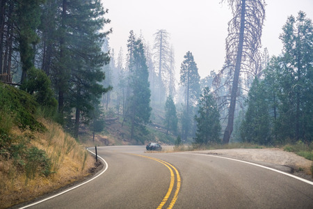 Driving through a forest in Yosemite National Park; heavy smoke from Ferguson Fire covering the sky, Californiaの写真素材