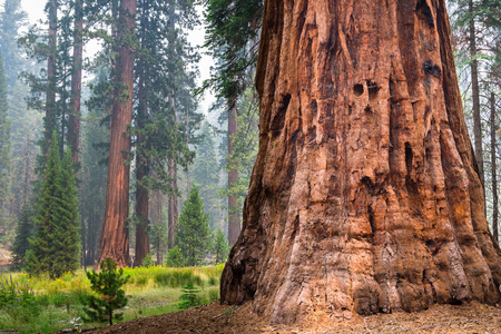 Giant Sequoia trees in Mariposa Grove, Yosemite National Park, California; smoke from Ferguson Fire visible in the air;の写真素材