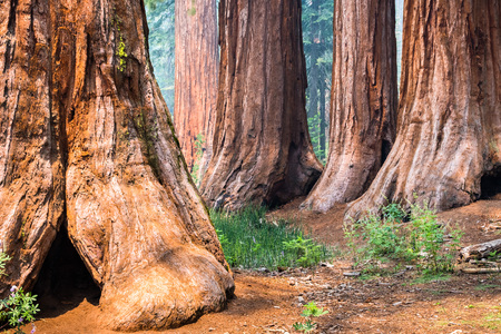 Giant Sequoia trees in Mariposa Grove, Yosemite National Park, California; smoke from Ferguson Fire visible in the air;の写真素材