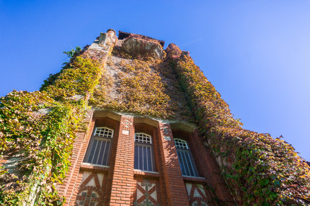Looking up at the ivy covered tower at the San Jose State University; San Jose, Californiaの写真素材