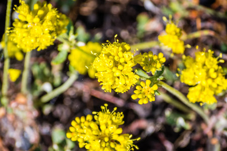 Frosted buckwheat (Eriogonum incanum) wildflowers blooming in Yosemite National Park, Sierra Nevada...
