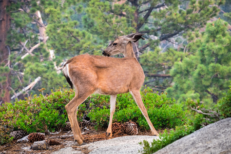 Close up of young black-tailed deer, Yosemite National Park, Californiaの写真素材