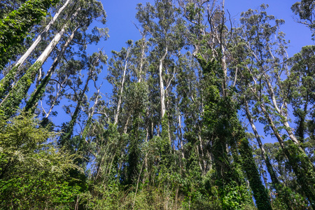 Eucalyptus trees covered in ivy; these trees are considered invasive in the San Francisco bay area and the rest of Californiaの写真素材