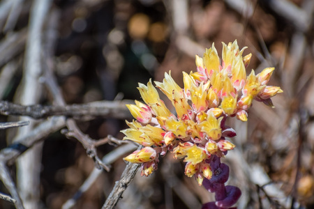 Close up of Coast dudleya (Dudleya caespitosa) blooming on the hills of Marin Headlands, north San Francisco bay area, Californiaの写真素材
