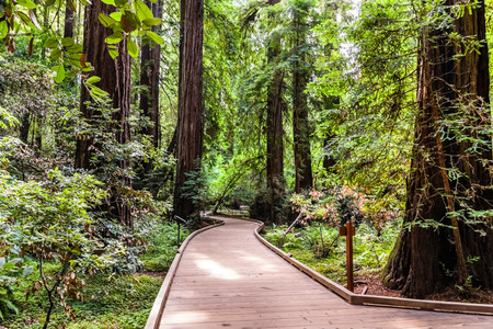 Boardwalk going through the redwood forests of Muir Woods National Monument, north San Francisco bay area, Californiaの写真素材