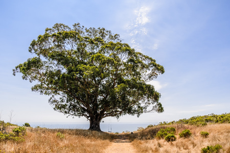 Eucalyptus tree growing on the hills of Marin County; the Pacific Ocean coastline and blue sky in the background; walking path and dry grass in the foreground; north San Francisco bay area, Californiaの写真素材