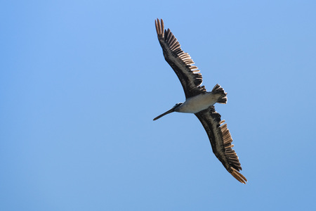 Brown pelican (Pelecanus occidentalis) flying on a blue sky background, Californiaの写真素材