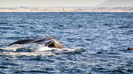 The tail of a humpback whale raised above the water level, Monterey bay, Californiaの写真素材