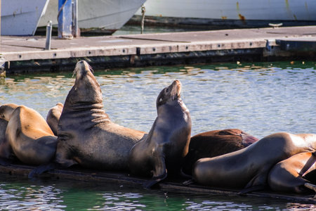 A group of sea lions resting on a wooden platform in the Moss Landing harbor, Monterey bay,...