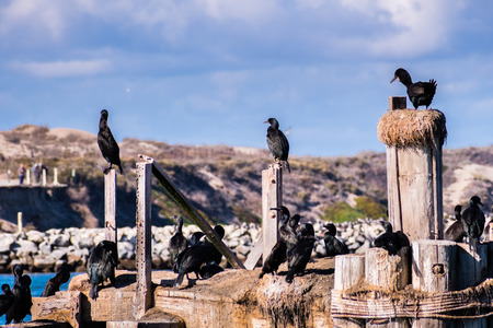 Cormorants sitting on a wooden platforms and posts at the entrance to Moss Beach harbor, Monterey Bay, Pacific Ocean coastline, Californiaの写真素材