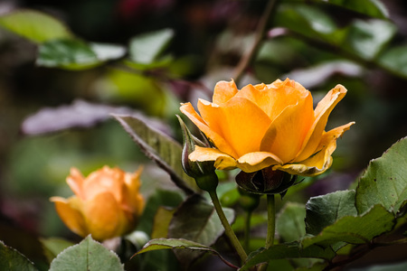 Close up of orange rose; blurred backgroundの写真素材