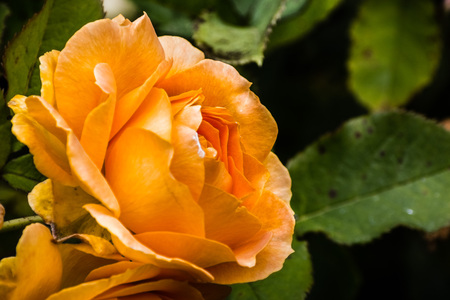 Close up of orange rose; blurred backgroundの写真素材