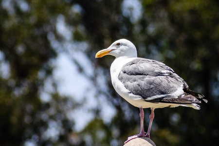 Close up of California Gull sitting on top of a rock, California