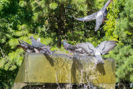 Pigeons having a drink from a water fountain on a hot summer day, Bucharest, Romaniaの写真素材