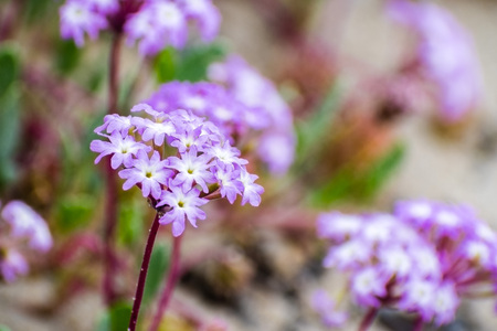 Pink Sand Verbena (Abronia umbellata) wildflowers blooming on the coast of the Pacific Ocean, Santa Cruz, Californiaの写真素材