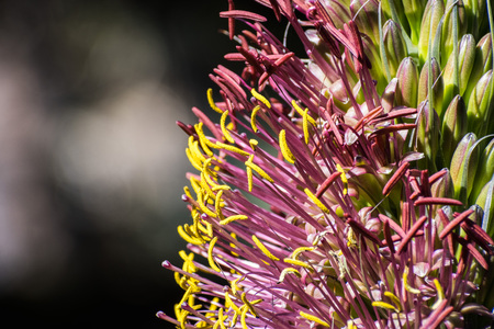 Close up of colorful Agave flower, Californiaの写真素材