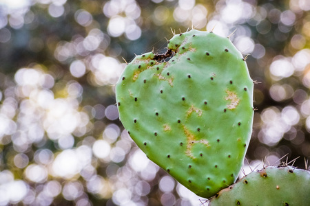Heart shaped prickly pear cactus leaf; blurred backgroundの写真素材