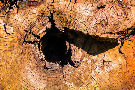 Cross section through an eucalyptus tree, California; Eucalyptus trees are native from Australia and invasive in other parts of the world, such as the United Statesの写真素材