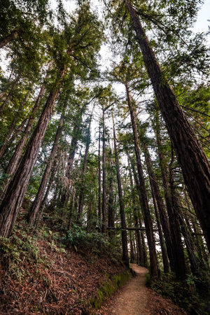 Evening view of hiking trail through a forest of redwood trees in Villa Montalvo County Park, Saratoga, San Francisco bay area, Californiaの写真素材