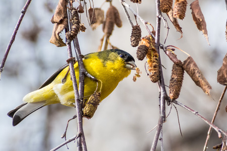Male Lesser Goldfinch (Spinus psaltria), hanging from a birch tree branch and eating seeds in winter time, south San Francisco bay area, Californiaの写真素材