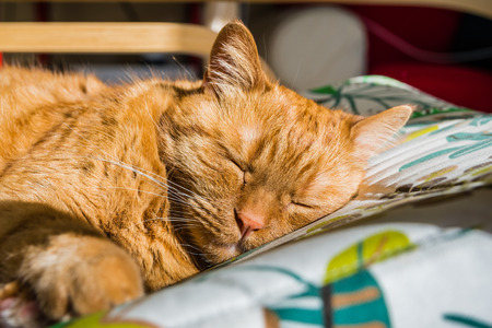 Large orange cat sleeping on a chairの写真素材