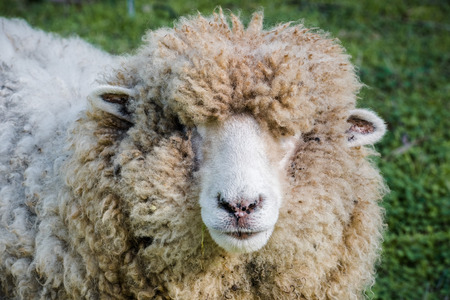 Close up of woolly sheep looking at the camera on a sunny winter day, Ardenwood Historical Farm, Fremont, Californiaの写真素材