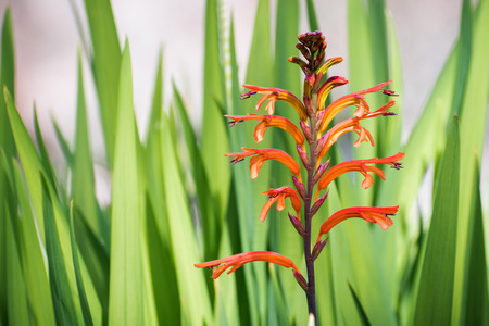 African Flag (Chasmanthe floribunda) flower, native to south Africa and naturalized in United States; here is shown blooming in Californiaの写真素材