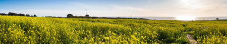 Panoramic view of fields of wild mustard on the Pacific Ocean coastline close to Half Moon Bay, Californiaの写真素材