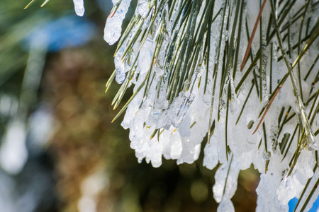 Close up of frozen pine needles on a cold winter day, California