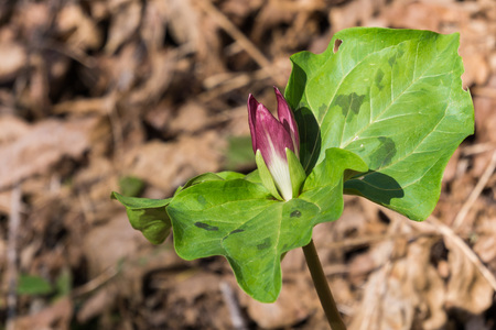 Blooming Giant trillium (Trillium chloropetalum) on a sunny day, Californiaの写真素材
