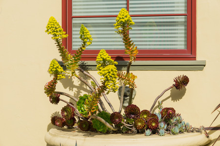 Flowering succulent Aeonium arboretum in a window pot display, Californiaの写真素材