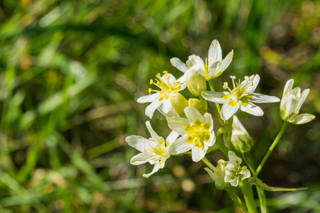 Star Lily (Toxicoscordion fremontii), known also as FrÃ©mont's deathcamas or star zigadene, found in California, southern Oregon, and northern Baja Californiaの写真素材
