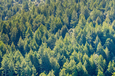 Dense Douglas Fir (Pseudotsuga menziesii) forest, California