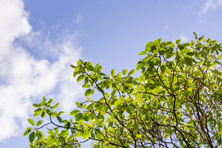 Madrone tree (Arbutus menziesii) branches on a sky background, Californiaの写真素材