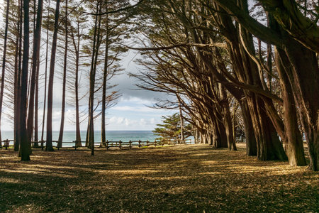 View towards the Pacific Ocean from the Cypress forest, Fitzgerald Marine Reserve, Moss Beach,...