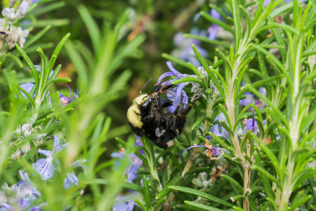 Big bumblebee pollinating a rosemary flower, California
