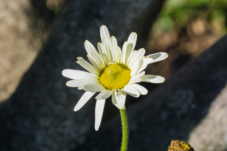 Close up of a daisy flower on a dark background, Californiaの写真素材