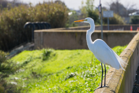 Great egret standing on a cement fence, San Francisco bay area trail, Sunnyvale, Californiaの写真素材
