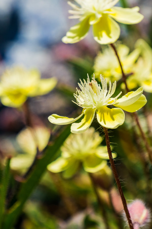 Close up of Cream Cups (Platystemon californicus) wildflowers, Californiaの写真素材
