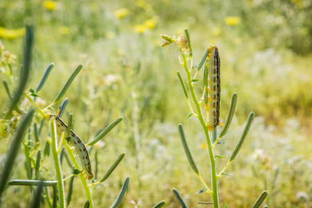 White-lined Sphinx moth (Hyles lineata) caterpillars feeding, Anza Borrego Desert State Park, San...