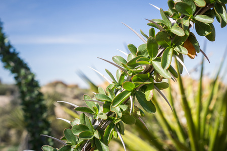 Ocotillo (Fouquieria splendens) leaves close up, Joshua Tree National Park, Californiaの写真素材