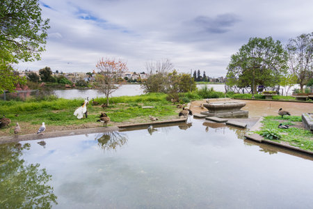 Lake Merritt wildlife sanctuary, Oakland, San Francisco bay, Californiaの写真素材